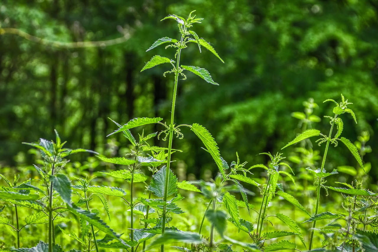 Ortica: il superfood naturale che cresce nel tuo orto