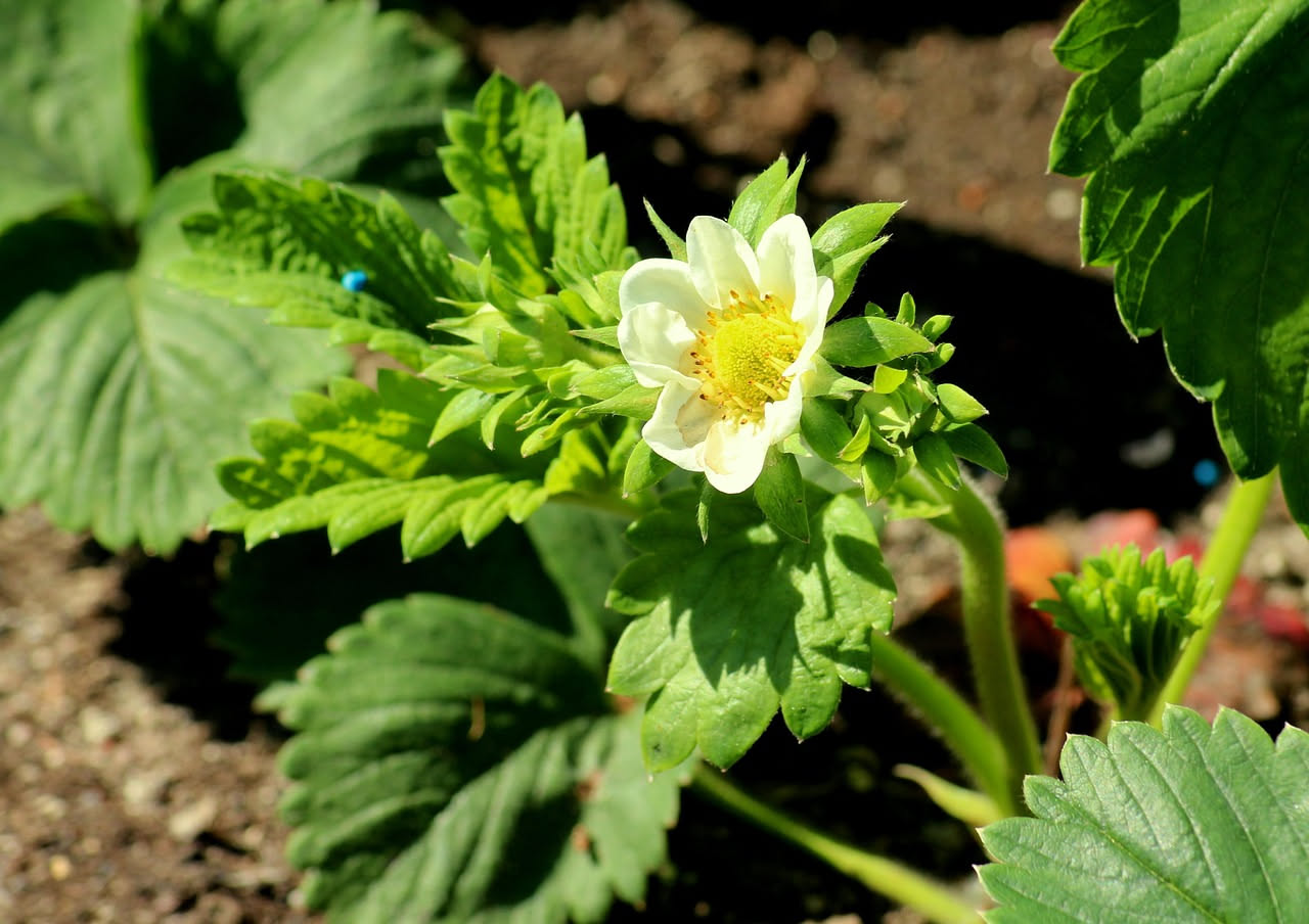 Perfette per il balcone soleggiato: guida alle fragole che producono tutta l'estate