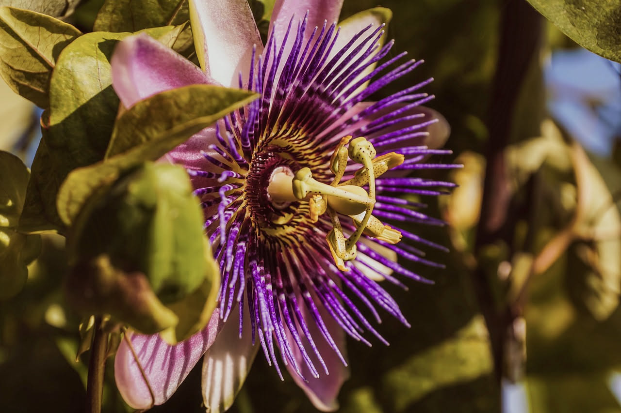 Passiflora per dormire: il rimedio funziona davvero o è solo placebo