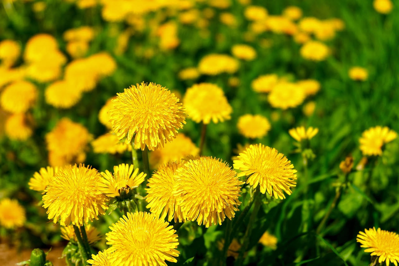 Tarassaco e fegato: funziona davvero o è solo marketing