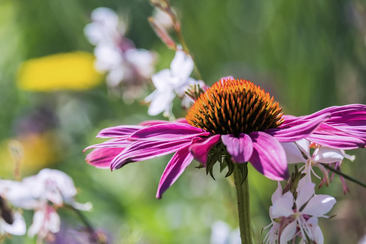 Echinacea in primavera: il trucco per capire se funziona davvero