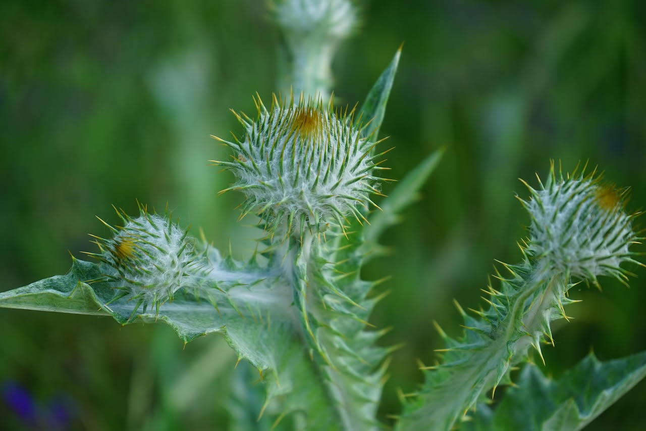 Cardo mariano: quanto mangiarne per proteggere il fegato senza rischi