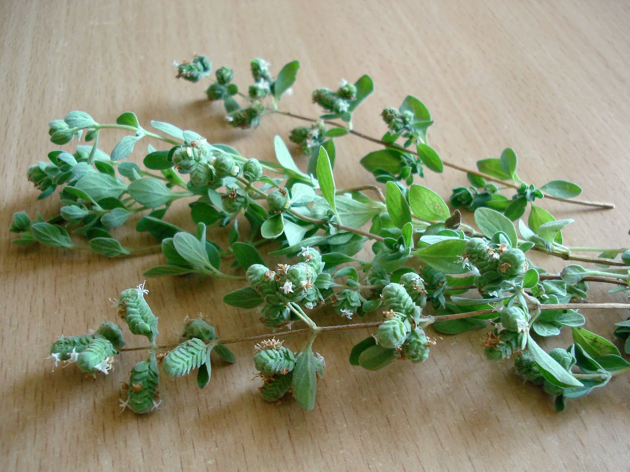 Issopo officinale: dalla tradizione monastica alle evidenze di oggi