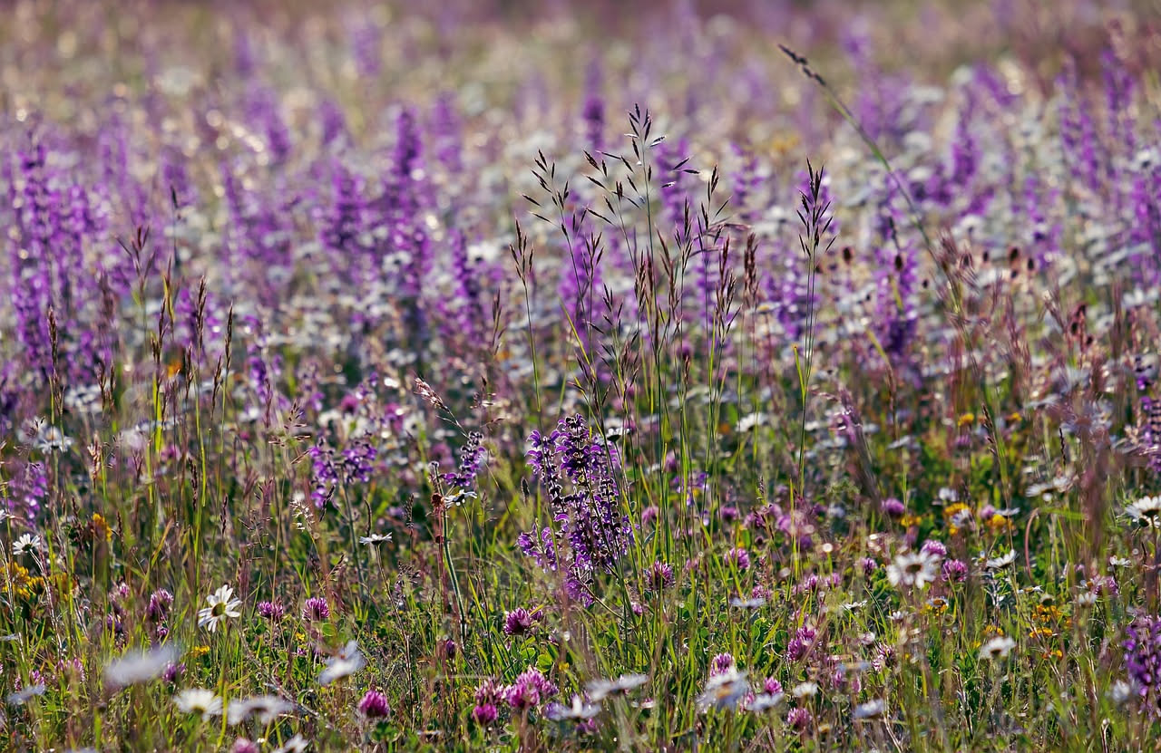 Fumaria officinalis: depurativo di moda o rimedio reale in primavera