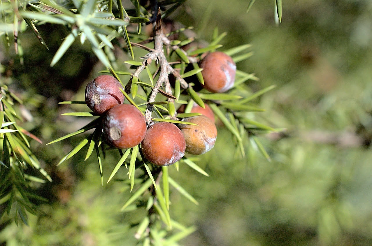 Bacche di ginepro: come usarle nelle ricette tradizionali