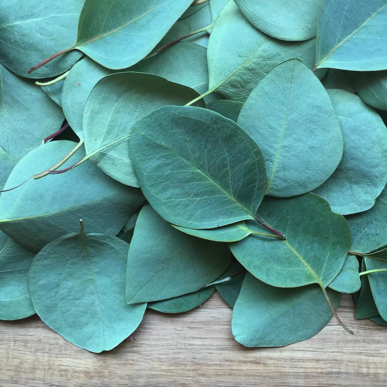 Foglie di eucalipto globulus di colore grigio-verde su ramo, sfocato sullo sfondo con nebbia e gocce di rugiada