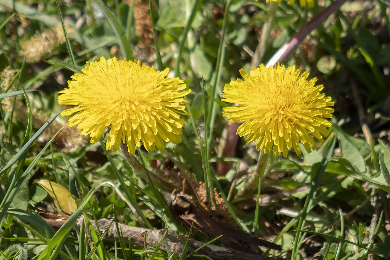 Tarassaco in primavera: benefici reali e controindicazioni da conoscere