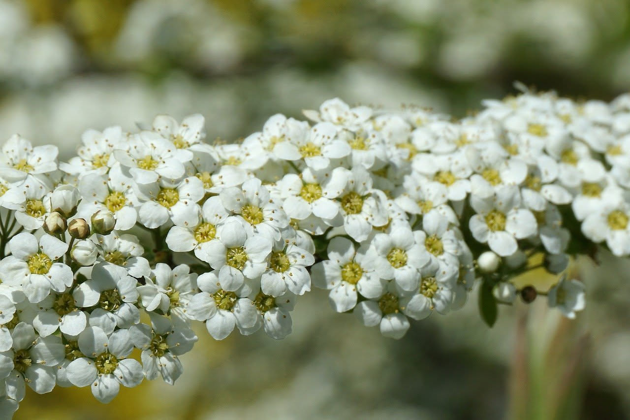 Rami di biancospino con fiori bianchi e bacche rosse, su sfondo sfocato di foglie verdi, con mortaio e pestello in primo piano con foglie secche