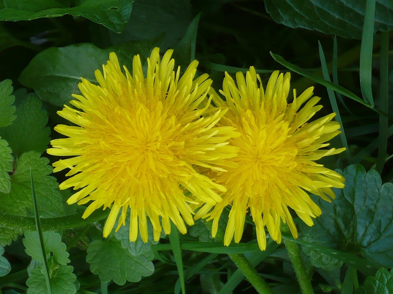 Tarassaco selvatico: davvero un superfood o solo verdura amara?