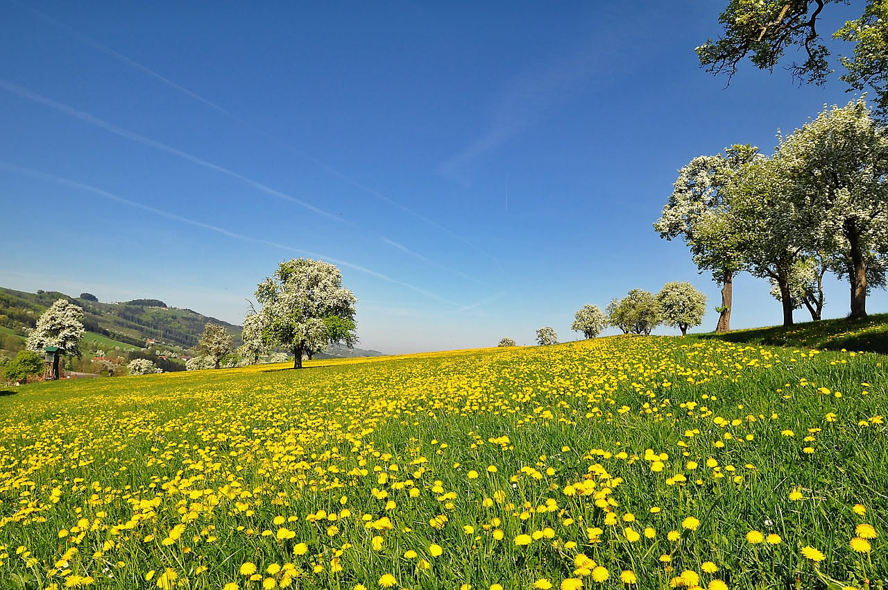 Polmoni in primavera: cosa cambia con le allergie stagionali
