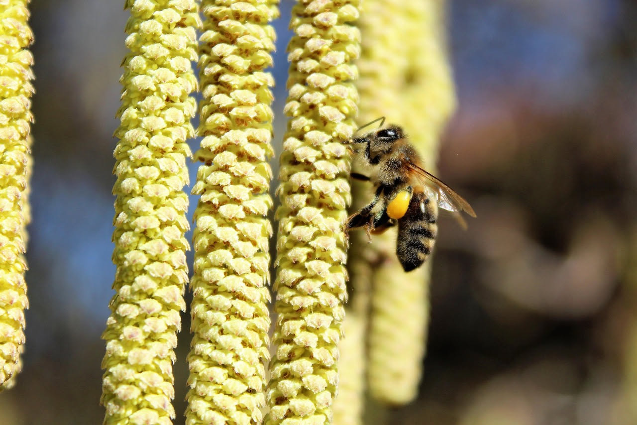 Allergia ai pollini in primavera: quali cibi riducono davvero i sintomi