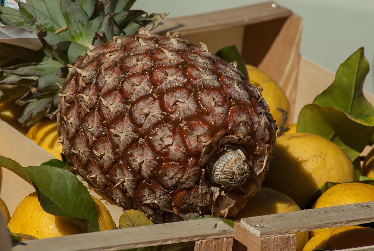 Ananas intero con corona di foglie verdi su sfondo bianco, accanto a una fetta di polpa gialla e succosa con il cuore visibile