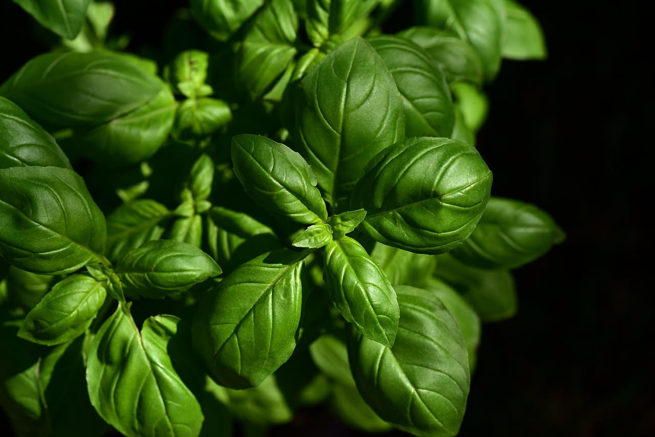 Basilico: proprietà, benefici e come usarlo in cucina