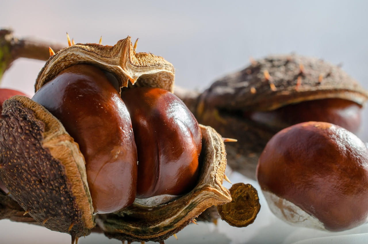 Castagne: proprietà nutrizionali e benefici per la salute