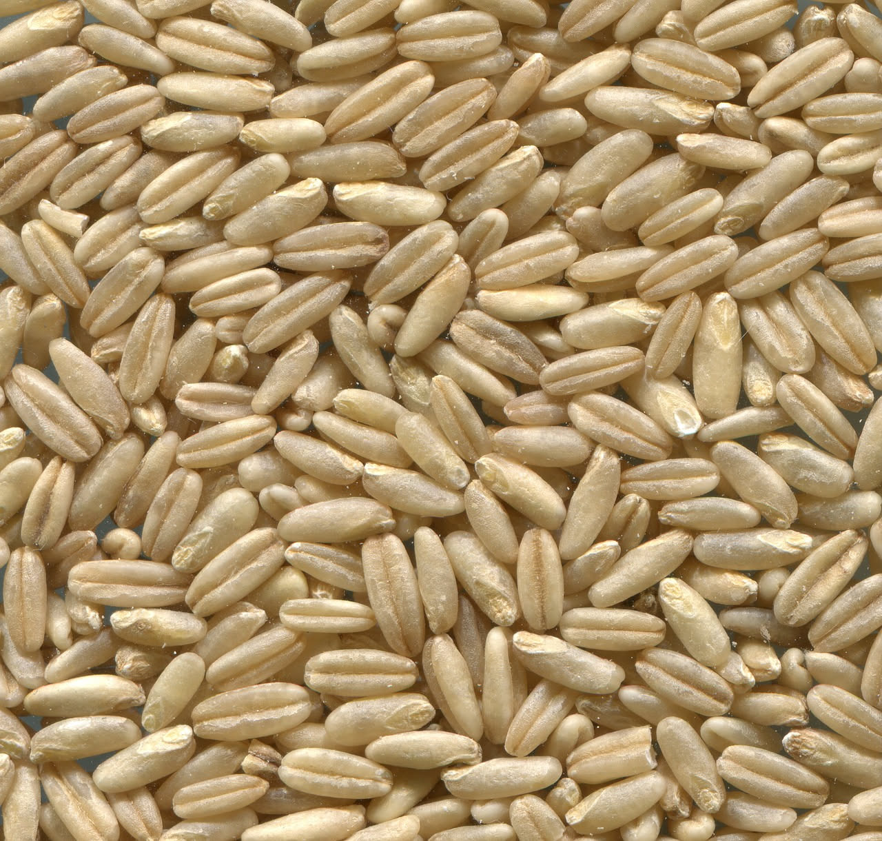 Chicchi di farro intero di colore biondo-dorato in una ciotola di ceramica bianca, con spighe di farro sullo sfondo sfocate