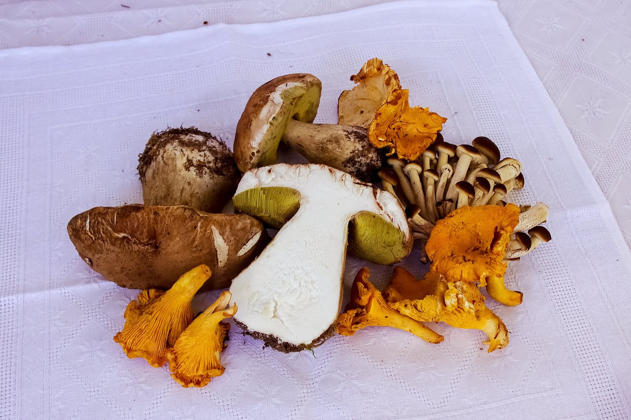Funghi: proprietà nutrizionali e benefici per la salute