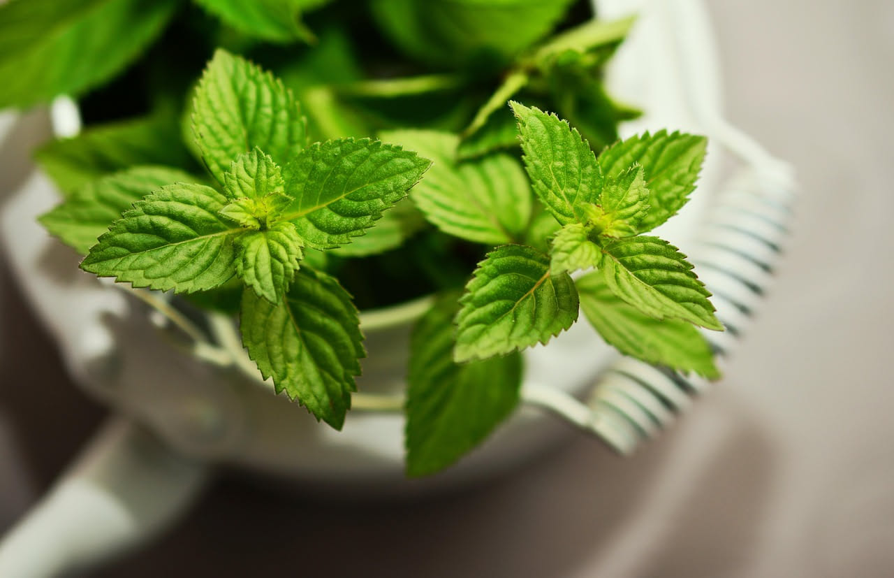 Menta: proprietà, benefici e come usarla in cucina e oltre