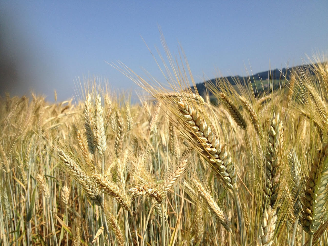 Orzo: proprietà, benefici e come includerlo nella dieta