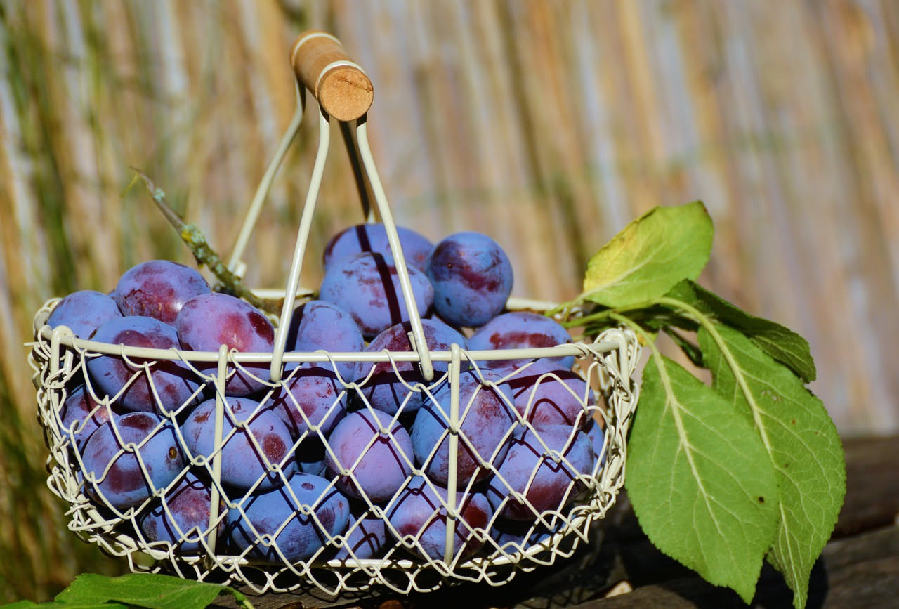 Prugne fresche blu e rosse disposte su un piatto bianco accanto a prugne secche, con foglie verdi sullo sfondo
