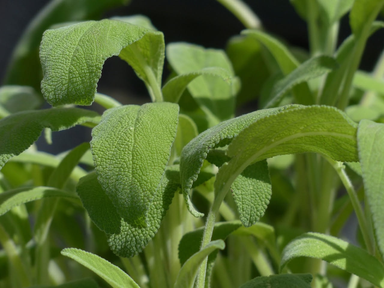 Salvia: proprietà, benefici e come usarla in cucina e in tisana