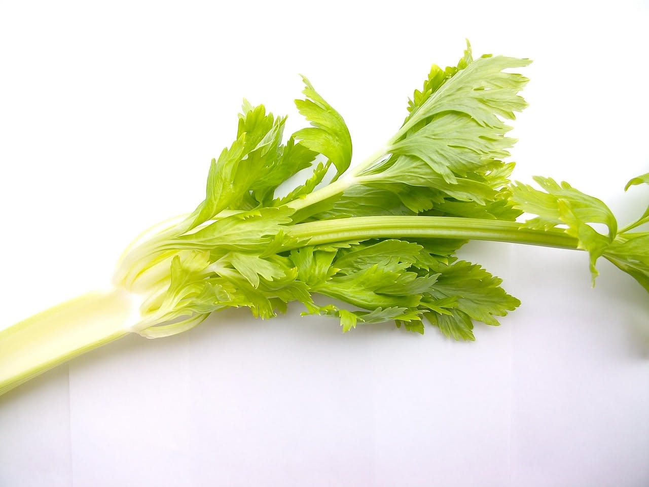 Sedano: proprietà, benefici e come usarlo in cucina